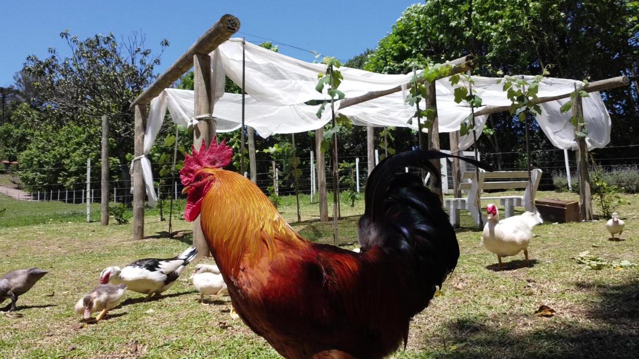 Casa Na Arvore Com Hidro, Piscina, Trilha, Cavalo Bento Gonçalves Екстериор снимка