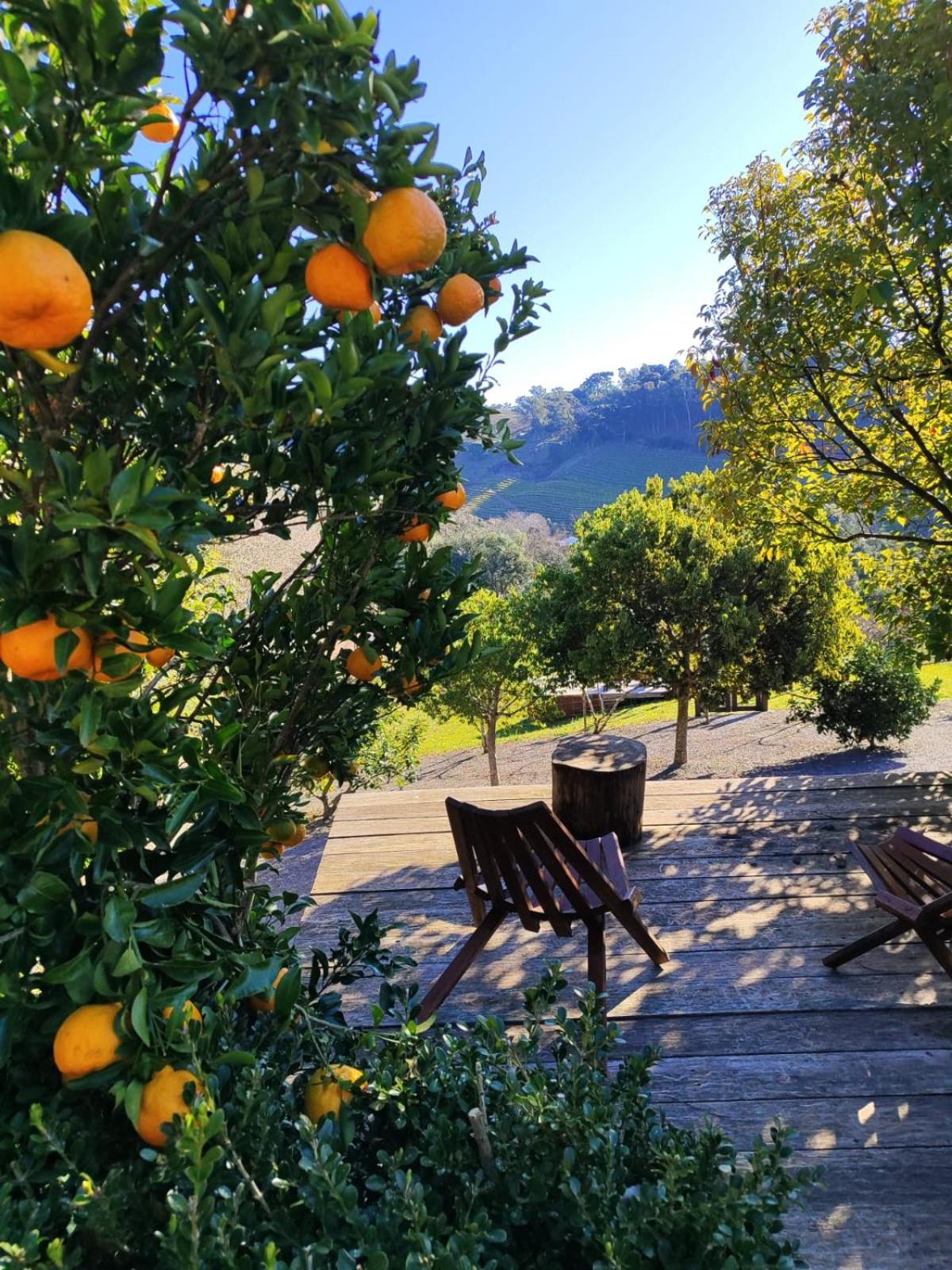 Casa Na Arvore Com Hidro, Piscina, Trilha, Cavalo Bento Gonçalves Екстериор снимка